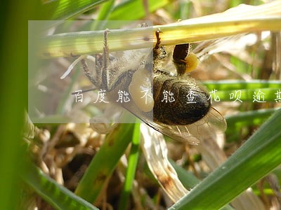 百度能不能查花呗逾期 百度能不能查花呗逾期