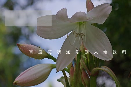 百度花呗逾期别人给我淘宝买东西 百度花呗逾期别人给我淘宝买东西