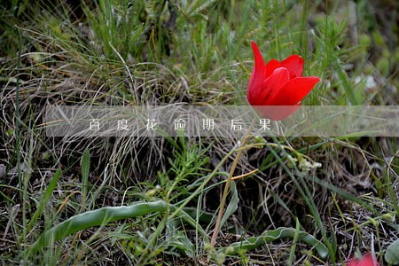 百度花逾期后果 百度花逾期后果