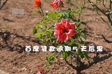 百度贷款逾期5天后果 百度贷款逾期5天后果