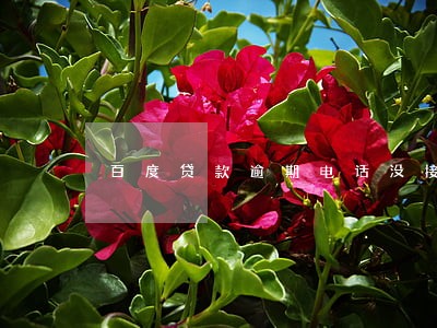 百度贷款逾期电话没接 百度贷款逾期电话没接