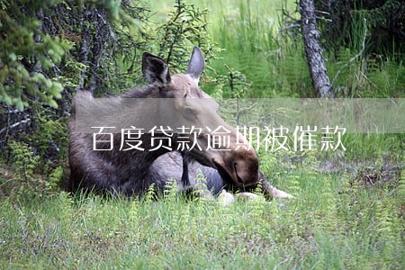百度贷款逾期被催款 百度贷款逾期被催款
