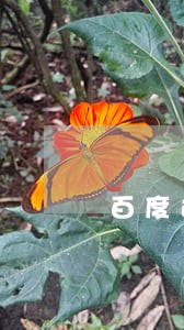百度还款晚半个小时算逾期吗 百度还款晚半个小时算逾期吗