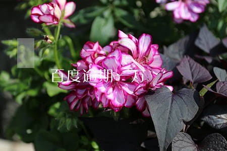百度逾期一万 百度逾期一万