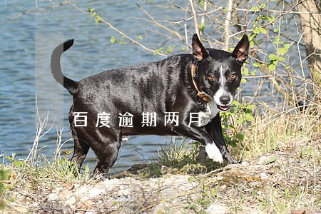 百度逾期两月 百度逾期两月