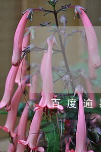 百度逾期家访 百度逾期家访