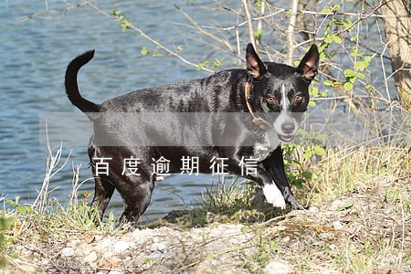 百度逾期征信 百度逾期征信