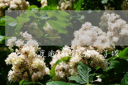百度逾期还款借不了钱 百度逾期还款借不了钱