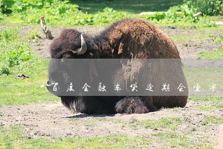 百度金融车贷逾期会坐牢吗