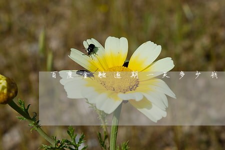 百度金融逾期一天多少钱