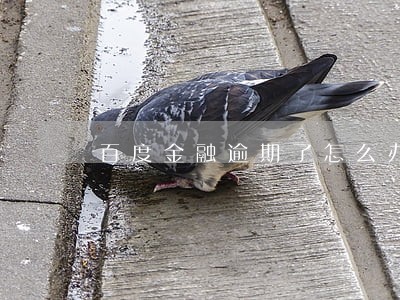 百度金融逾期了怎么办