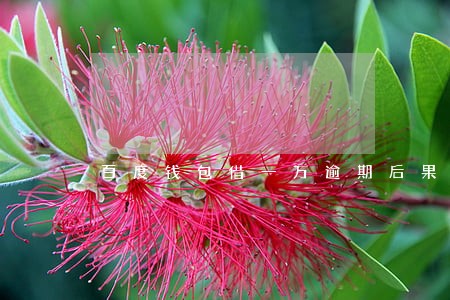 百度钱包借一万逾期后果 百度钱包借一万逾期后果