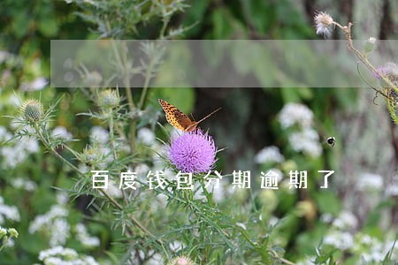 百度钱包分期逾期了