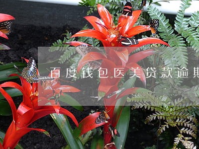 百度钱包医美贷款逾期 百度钱包医美贷款逾期