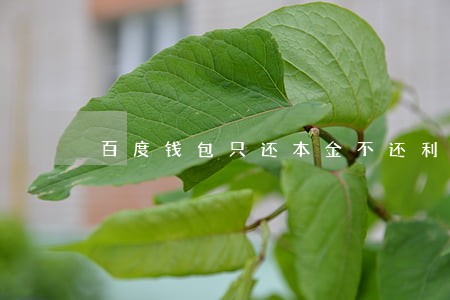百度钱包只还本金不还利息 百度钱包只还本金不还利息