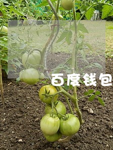 百度钱包有人逾期了吗 百度钱包有人逾期了吗