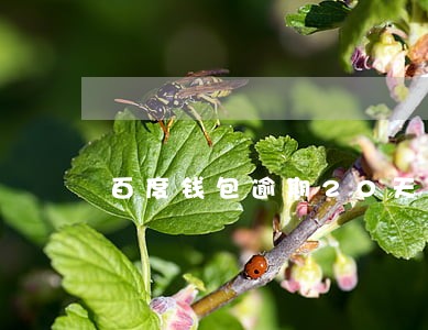 百度钱包逾期20天会上征信吗 百度钱包逾期20天会上征信吗