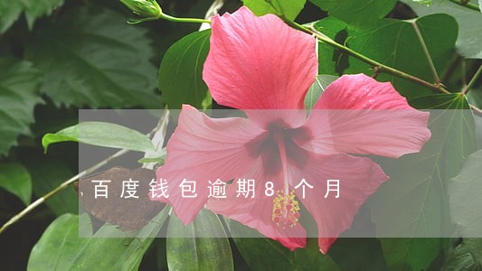 百度钱包逾期8个月 百度钱包逾期8个月