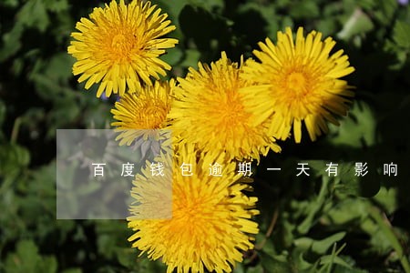 百度钱包逾期一天有影响吗