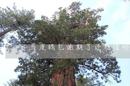 百度钱包逾期了还能借吗 百度钱包逾期了还能借吗