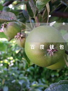 百度钱包逾期会上征信嘛 百度钱包逾期会上征信嘛