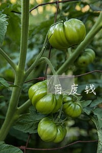 百度钱包逾期冻结银行卡 百度钱包逾期冻结银行卡