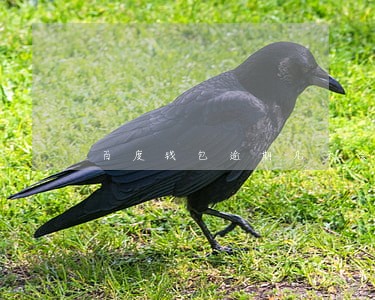 百度钱包逾期几天会打电话 百度钱包逾期几天会打电话