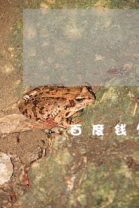 百度钱包逾期几年 百度钱包逾期几年