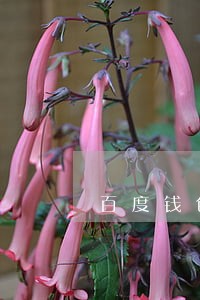 百度钱包逾期可