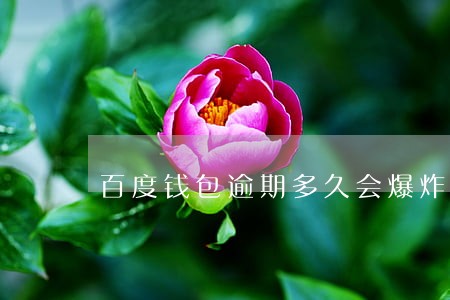 百度钱包逾期多久会爆炸 百度钱包逾期多久会爆炸