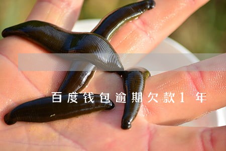 百度钱包逾期欠款1年