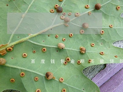 百度钱包逾期还能贷款 百度钱包逾期还能贷款