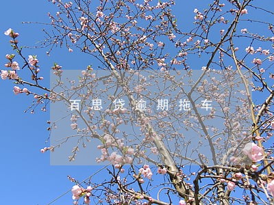 百思贷逾期拖车