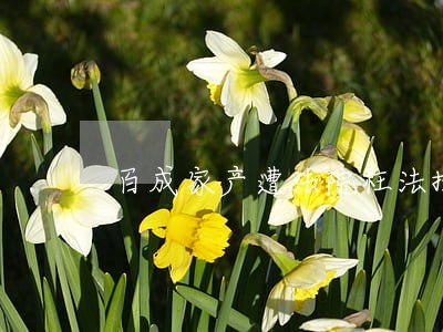 百成家产遭法院枉法执行 百成家产遭法院枉法执行