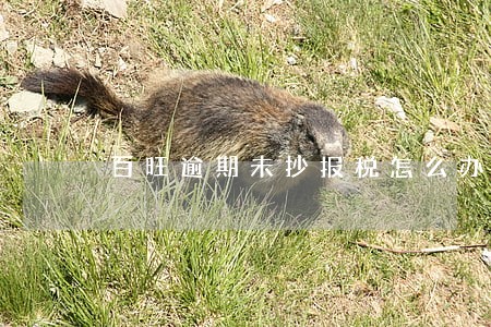 百旺逾期未抄报税怎么办 百旺逾期未抄报税怎么办