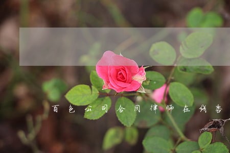 百色公司合同律师在线咨询 百色公司合同律师在线咨询