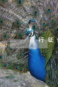 百行征信上有7天逾期信息 百行征信上有7天逾期信息