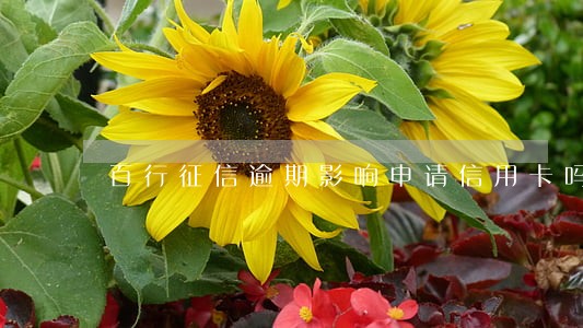 百行征信逾期影响申请信用卡吗 百行征信逾期影响申请信用卡吗
