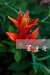 百达逾期一个月保险赔多少钱 百达逾期一个月保险赔多少钱