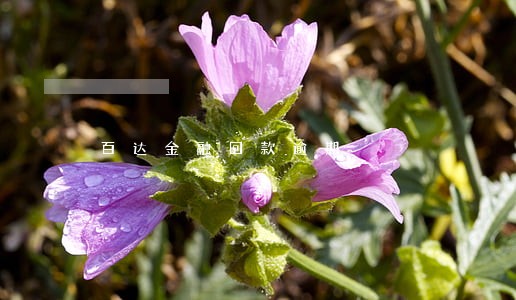 百达金融回款逾期 百达金融回款逾期