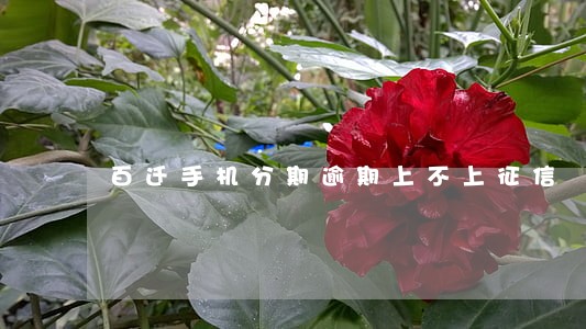 百迁手机分期逾期上不上征信 百迁手机分期逾期上不上征信