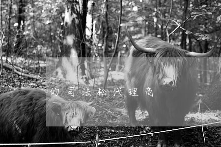 的司法松代理商