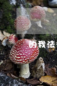 的我法律 的我法律