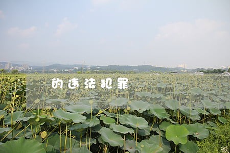 的违法犯罪 的违法犯罪