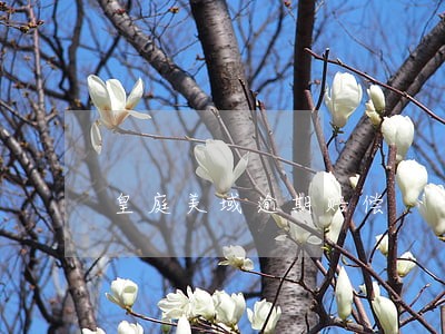 皇庭美域逾期赔偿 皇庭美域逾期赔偿