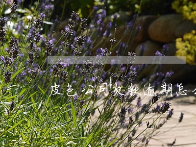 皮包公司欠款逾期怎么处理 皮包公司欠款逾期怎么处理