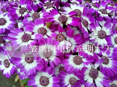 皱鹰闪电虎逾期七天了 皱鹰闪电虎逾期七天了
