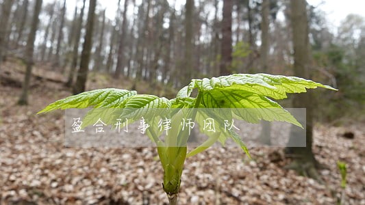 盈合刑事律师团队 盈合刑事律师团队