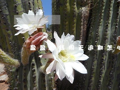 盈盈有钱明天逾期怎么办