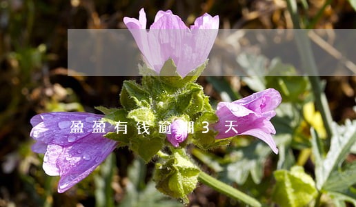 盈盈有钱逾期3天 盈盈有钱逾期3天